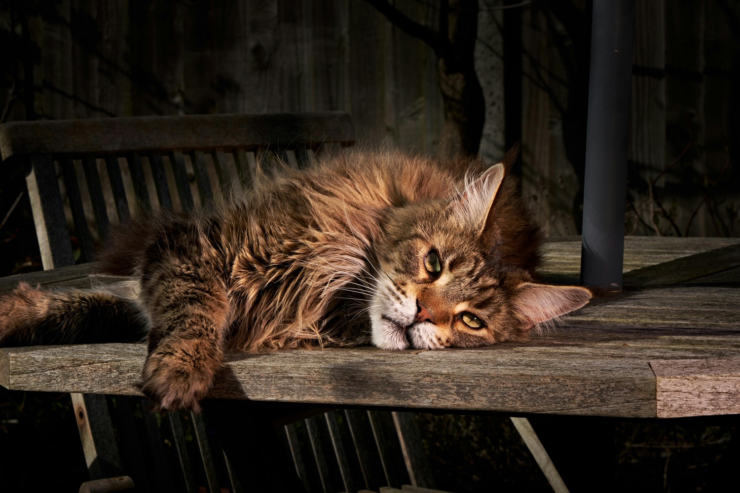Welcome to Adorable Maine Coon Kittens Home